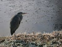 Reiger aan de slootkant