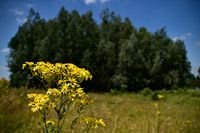 Landscape Ravenstein