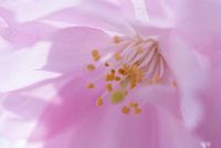 Bloesem. Hanami. Cherry Blossom. 005.