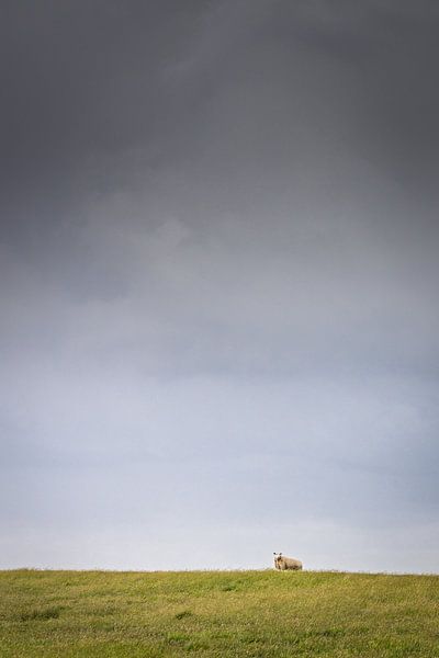 Mouton dans la tempête par Nils Steiner