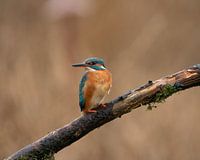 Kingfisher in Marken, Netherlands.