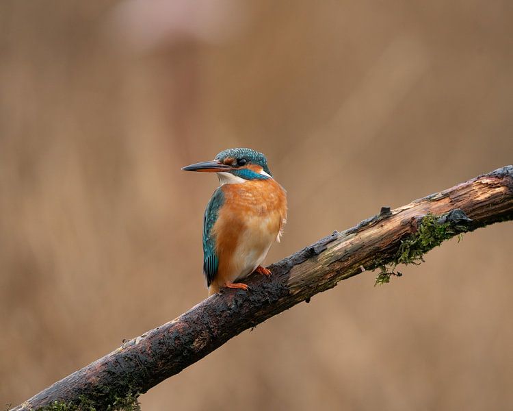 Kingfisher in Marken, Netherlands. by Liebregts Fotografie