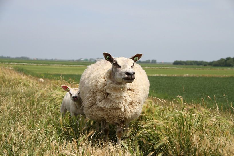Schaap met haar lammetje op Texel van Rob van Amerongen