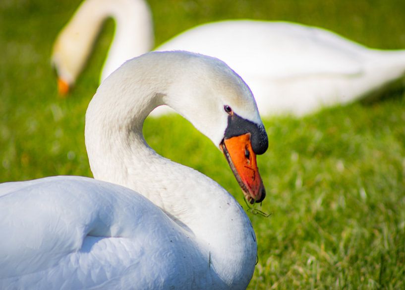 the swans by Lonneke Collewijn