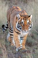 Tigre sur la photo