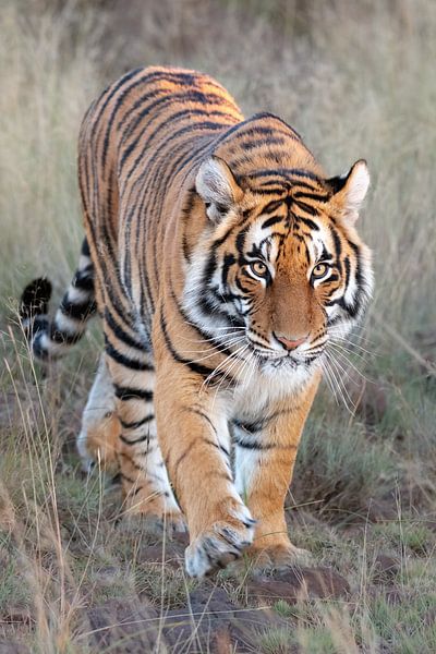 Tigre sur la photo par Jos van Bommel