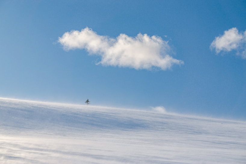 Eine Bäumchen in der Winterlandschaft von Leo Schindzielorz