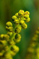 Verdeckte Mahagoniknöpfe