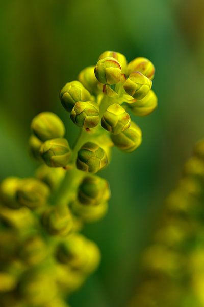 Concealed mahogany buttons by Kim Heilema Fotografie