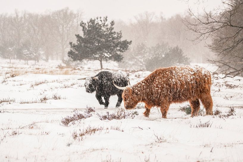 Schottischer Highlander im Schnee. von Albert Beukhof