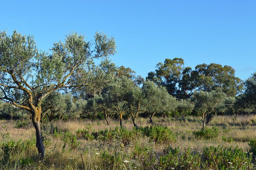 Grieks groen von Vera de Jong