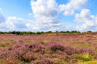 Gasteren purple heath