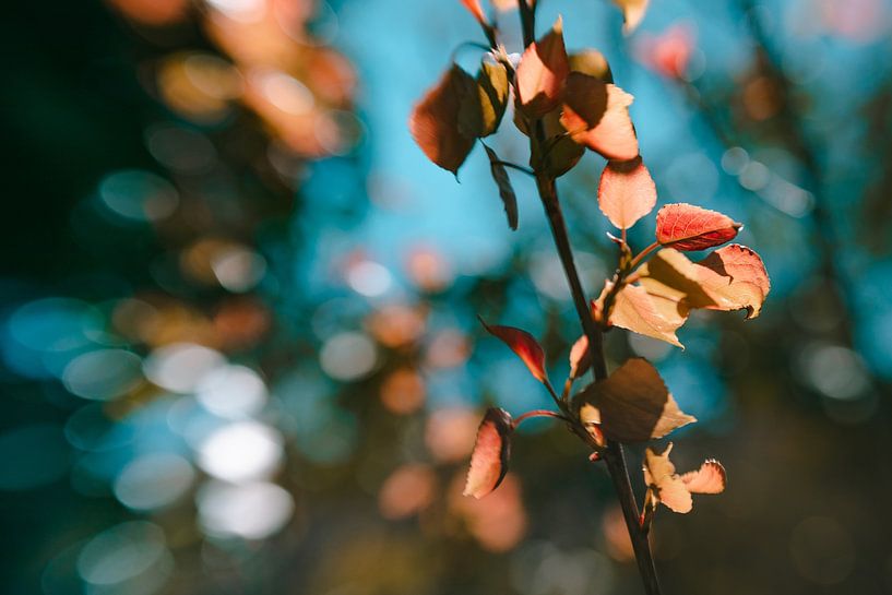 Smooth Hue van Hiske Boon