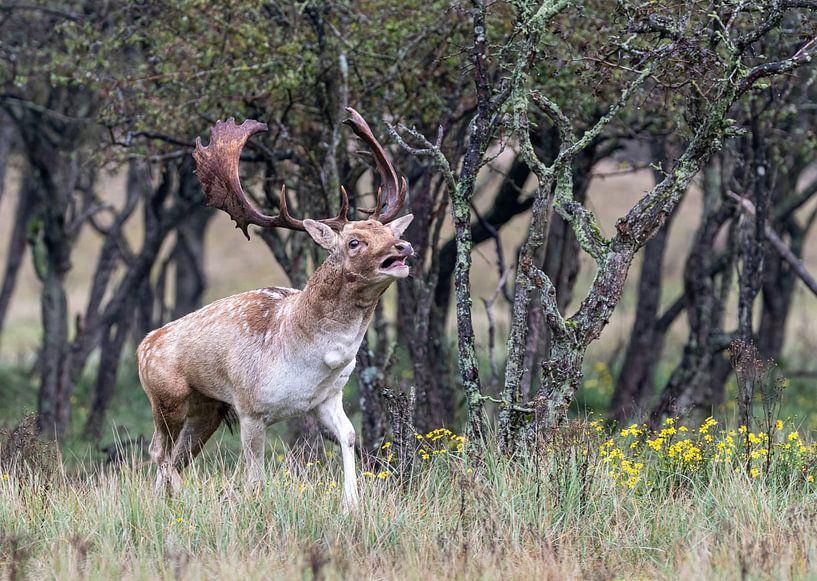 Daims dans l'AWD par Lies Bakker