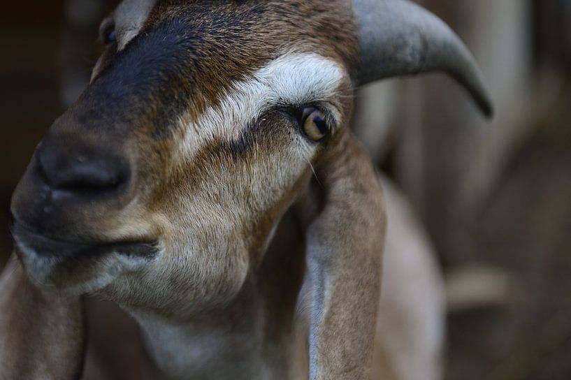 Nahaufnahme Ziege von Chris van Breeden