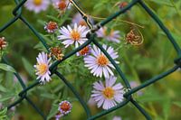 Asters au bord de la route