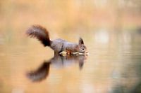 Das trinkende Eichhörnchen