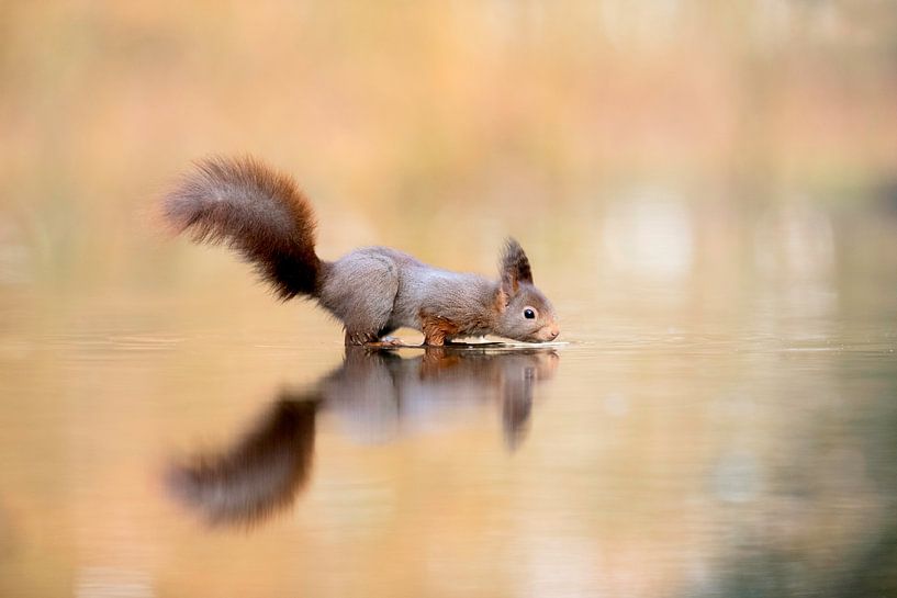 Das trinkende Eichhörnchen von Larissa Rand