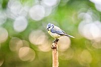 Blue tit