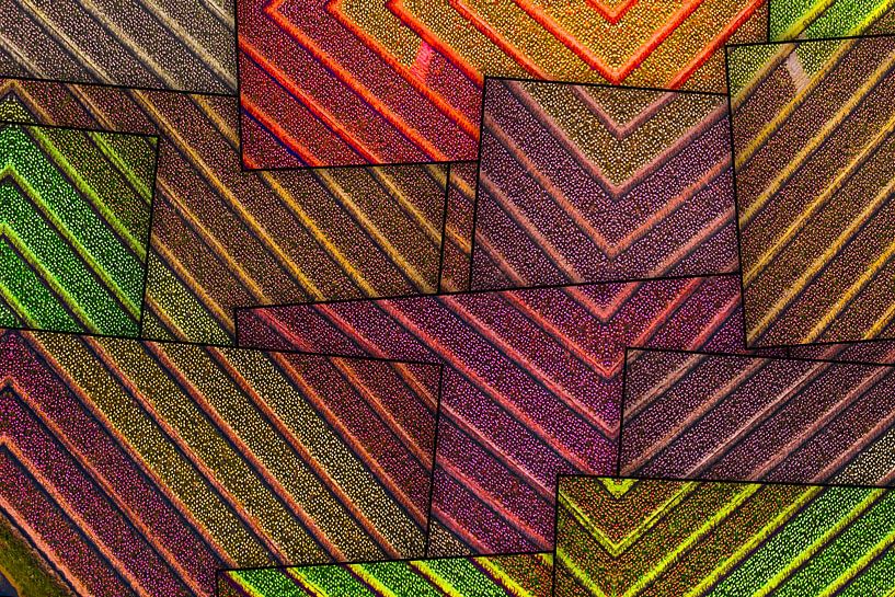 Abstracte bollenvelden van Arjen Roos