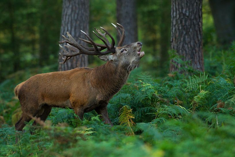 Cerf rouge en bronze dans un paysage forestier avec fougères par Jeroen Stel
