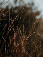 Tropfen auf das Schilfrohr