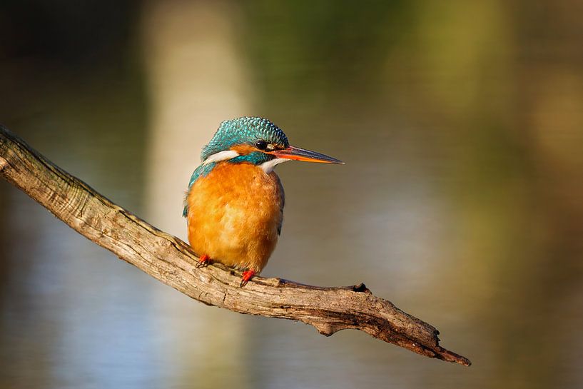 auf Fisch warten von gea strucks