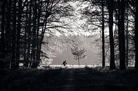 Man cycling in the forest