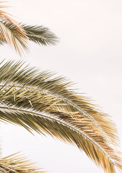 Golden Palm Breeze von Shot by Clint