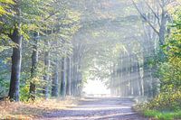 Beech avenue in the mist