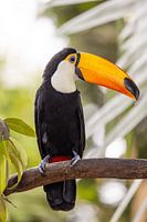 Tukan auf einem Ast in tropischer Umgebung