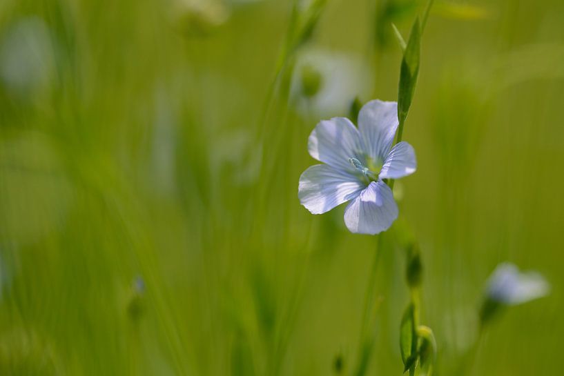 Blaue Flachsblüten von Gonnie van de Schans