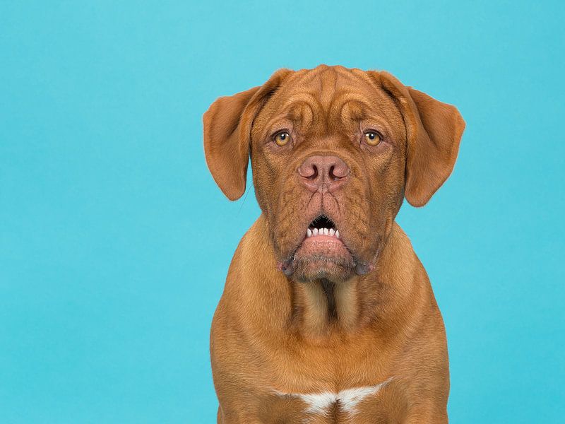 Niedliches Bordeaux von Elles Rijsdijk