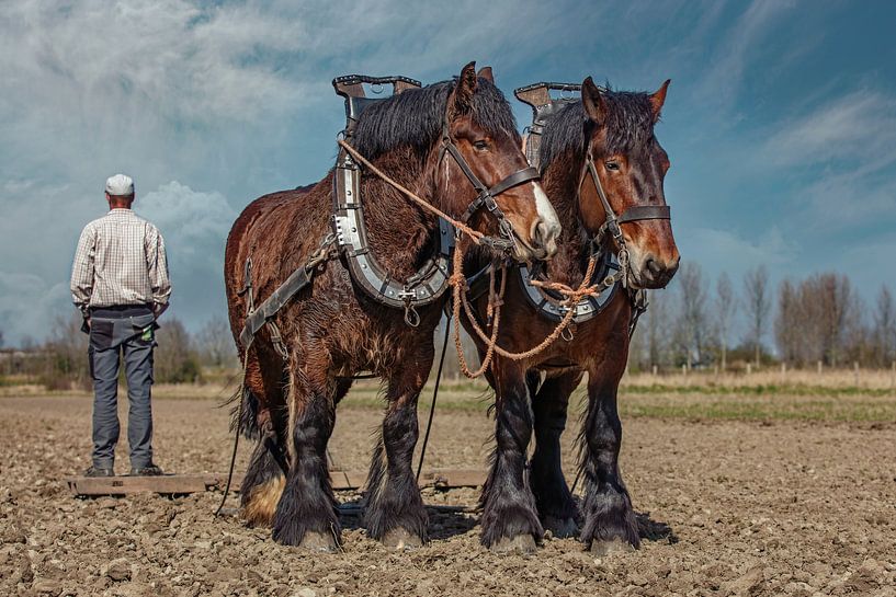 Landwirt mit Zugpferden von Lisette van Peenen