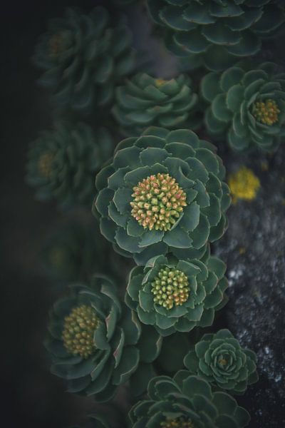 Fragiel by Cas Mulder