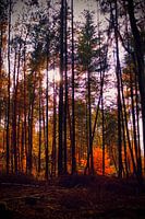 Trees, forest, red/orange , sun through trees, autumn