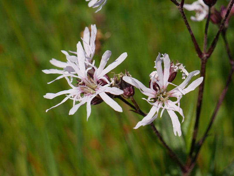 Weißes Mühlrad. von Wim vd Neut