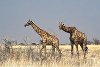 Girafes curieuses