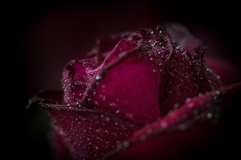 Rose von Jefra Creations