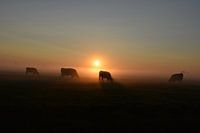 Foggy sunrise in the polder