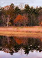 Reflection of trees with autumn colours in the water
