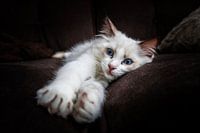 Chaton Ragdoll