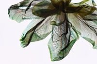 Nuances de vert - L'empreinte digitale des feuilles