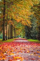 The autumn path