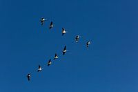 Geese in a bird's eye view against a blue sky in the polder.