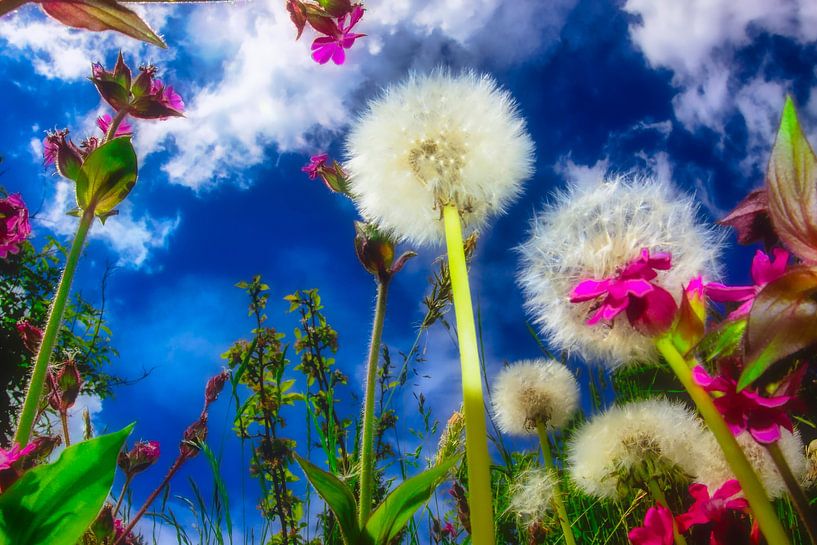 Wild flowers by Jürgen Wiesler