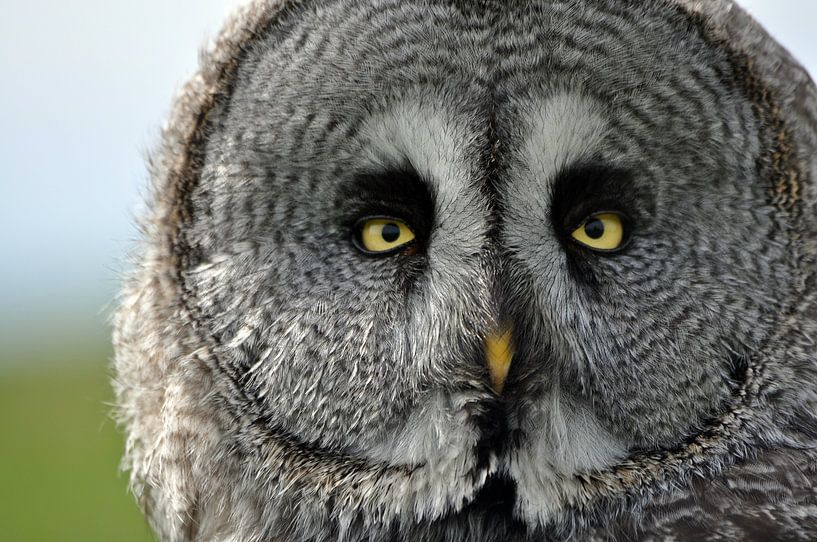 Laplanduil by Pyter de Roos