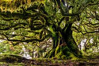 Vieux arbre sur Madère
