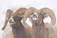 Two Flemende bighorn sheep