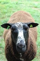 Braunes Schaf auf der Weide